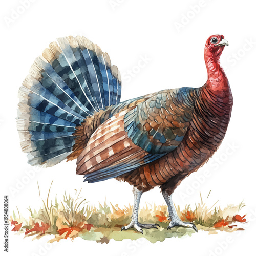 Turkey, watercolor drawing vector, isolated on a white background.