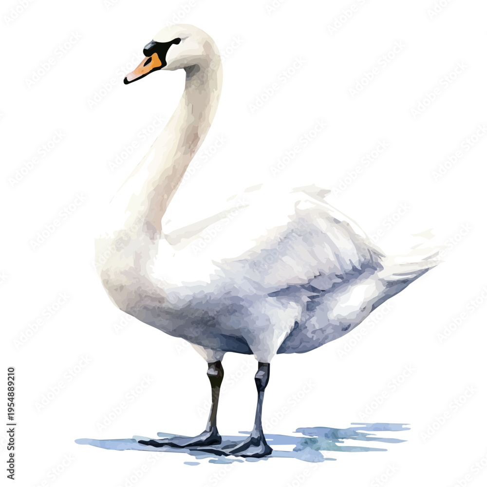 Fototapeta premium watercolor vector of Swan, isolated on a white background.