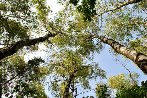 trees and sky
