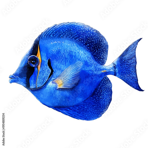 watercolor of Surgeonfish, vector, isolated on a white background.