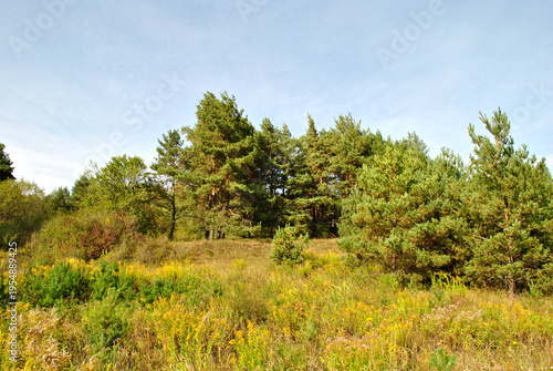 pine trees in the woods