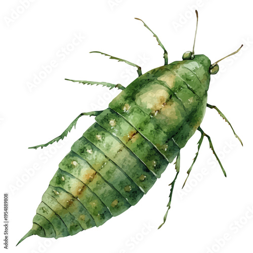 watercolor vector of Silverfish, isolated on a white background.