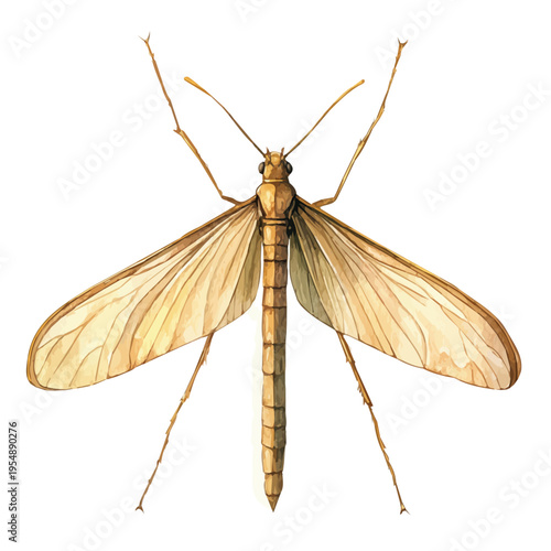 watercolor of Scorpionfly, vector, isolated on a white background.