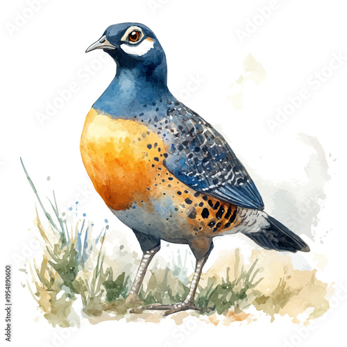 watercolor of Quail, vector, isolated on a white background.