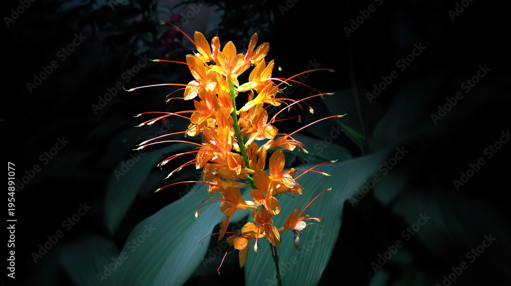 Obraz premium Vibrant Orange Flowers Against Dark Background