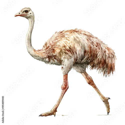 watercolor vector of Ostrich, isolated on a white background.