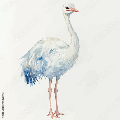 watercolor of Ostrich, vector, isolated on a white background.