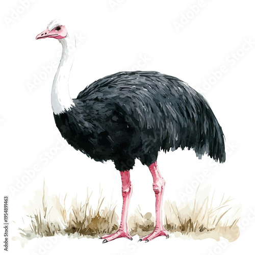 Ostrich, watercolor drawing vector, isolated on a white background.