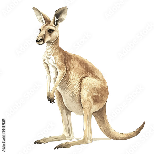 watercolor of Kangaroo, vector, isolated on a white background.