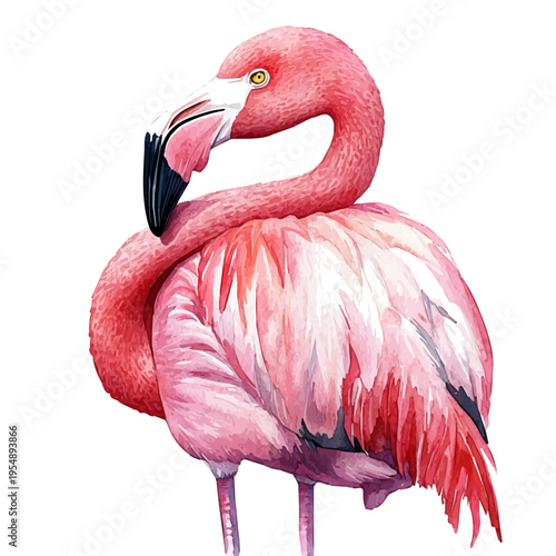 watercolor vector of Flamingo, isolated on a white background.