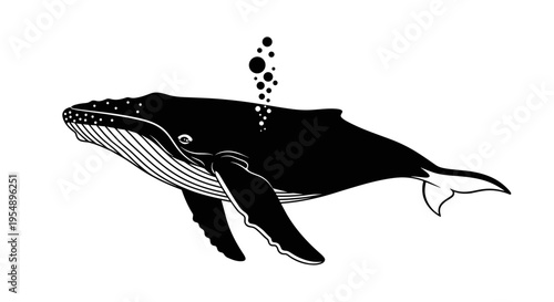 Black whale swimming in water.