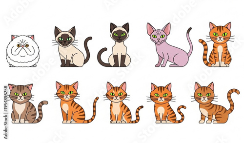 Minimal flat cartoon cat characters set with different breeds Persian Siamese Sphynx Bengal tabby