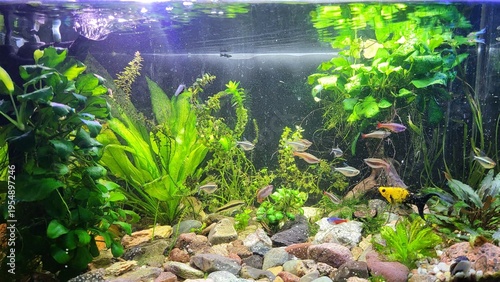 aquarium with fish