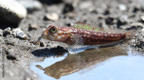 Small fish swimming in shallow water with pebbles