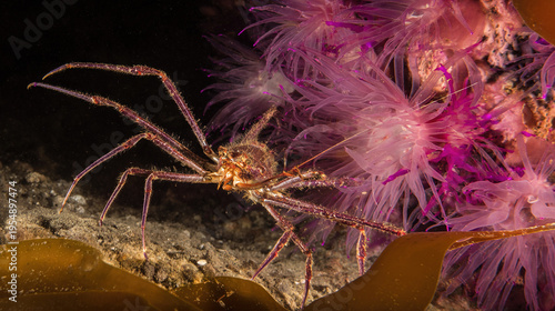Deep sea spider crab walking among delicate coral polyps
