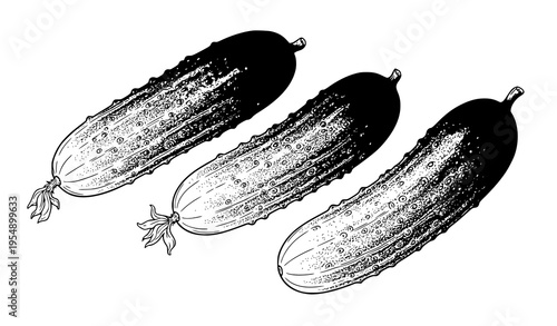 Vector cucumbers hand-drawn set for coloring pages, healthy food, and farm illustrations