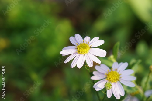 Selective focus of Japan Daisy (Kalimeris indica) light purple flower in the morning light. Nature and floral background with copy space.