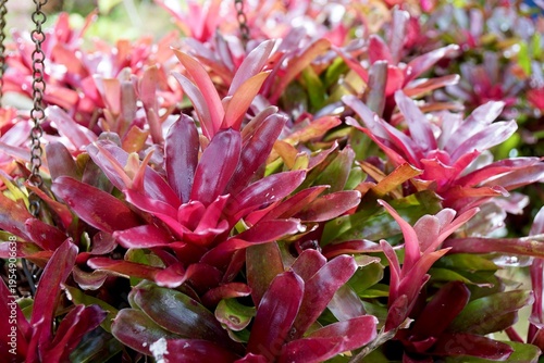 Full frame of Bromeliad (Neoregelia Fireball) in the morning light. Plant for home and garden decoration. Nature background with copy space.