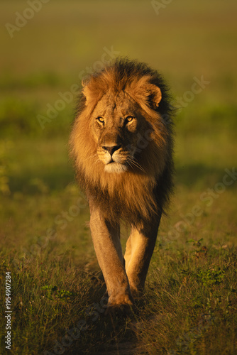 Male lion with catchlights walks towards camera