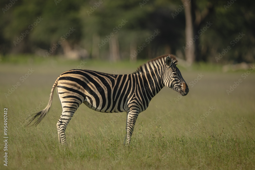 Fototapeta premium Plains zebra stands in profile in clearing