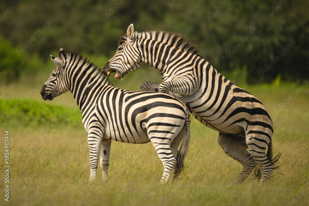 Fototapeta premium Plains zebra on hind legs biting another