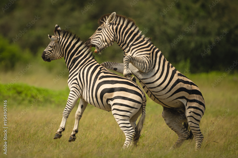 Fototapeta premium Plains zebra on hind legs bites another