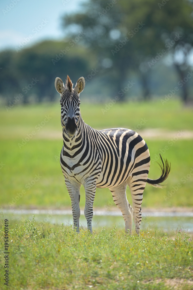 Fototapeta premium Plains zebra watches camera from grass clearing