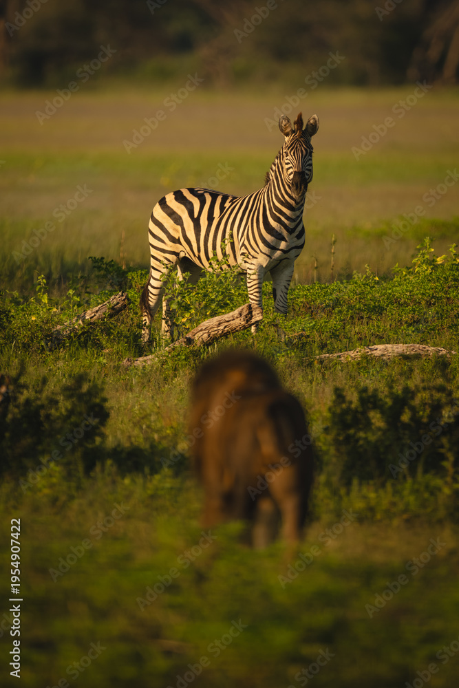 Naklejka premium Plains zebra watches male lion stalking it