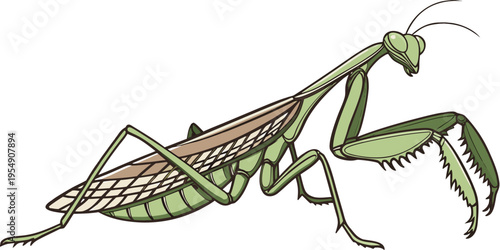 "A professional, ultra high-resolution 3D photorealistic render of a praying mantis, isolated on a solid white background. The insect is shown in a dynamic side profile with its front raptorial legs r