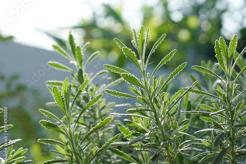 Side view of Goodwin Creek Grey Lavender (Lavandula dentata) in the morning light. Plant for home and garden decoration. Nature background with copy space.
