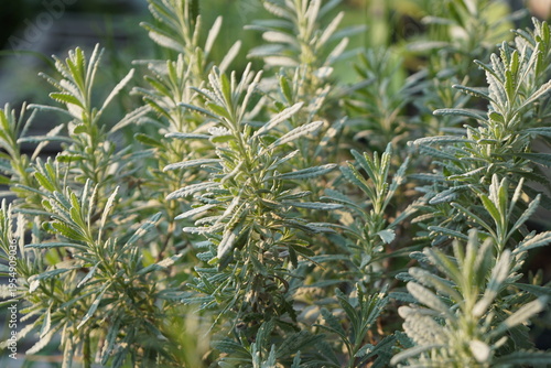 Bush of Goodwin Creek Grey Lavender (Lavandula dentata) in the morning light. Plant for home and garden decoration. Nature background with copy space.