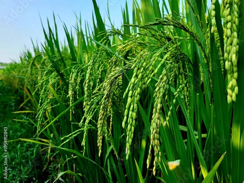 Foto Close-up view of paddy panicles in a rice field, showcasing the golden grains of ripening rice