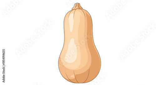 Elegant illustration of a single, smooth butternut squash, showcasing its characteristic bell shape and pale, creamy orange skin, on a white background.