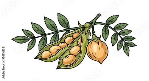 Botanical illustration of fresh chickpeas, with a branch showing mature pods, one open to reveal the round chickpeas, and a single whole chickpea pod.