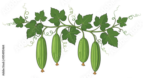 Botanical illustration of a sponge gourd vine, featuring multiple elongated, striped green gourds hanging amongst lush green leaves and curly tendrils, on a white background.