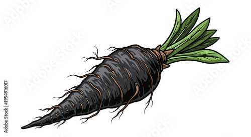 Detailed illustration of a vibrant black carrot with slender green leaves emerging from its top and small root hairs along its dark, conical body, on a white background.
