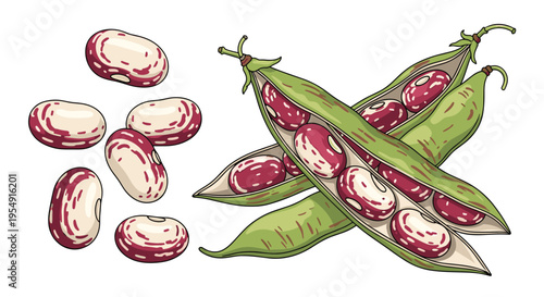 Appetizing illustration of fresh cranberry beans, with several whole pods open to reveal the distinctively mottled red and white beans, alongside a scattered pile of shelled beans.