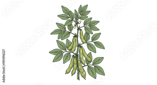 Botanical illustration of a thriving soybean plant, with numerous green pods and small leaves growing along its upright stem, on a white background.