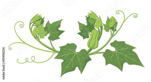 Graceful illustration of a butternut squash vine, featuring tender young leaves, curly tendrils, and a small, developing squash fruit, on a white background.