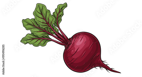 Detailed illustration of a vibrant red beetroot, complete with its leafy green tops and delicate root tendrils, ready for harvest, on a white background.