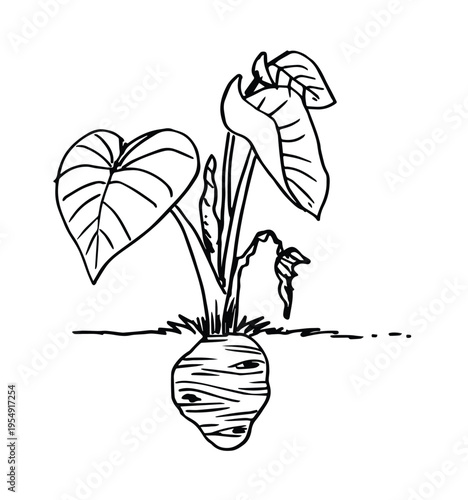 Taro plant hand drawn sketch