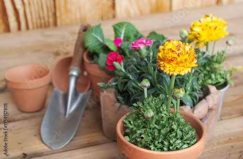 colorful potting flowers in terracotta pots with gardening equipment on woode...