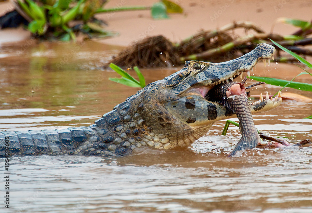 Fototapeta premium Large Caiman Swimming in river with fish in its mouth Pantanal National Park Brazil South America