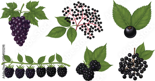 Wild berries collection with blackberry elderberry currant and grape with leaves fresh organic fruit illustration set