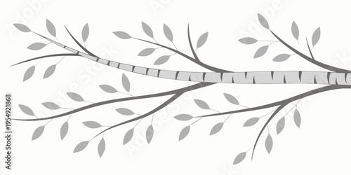 Of a gray birch tree branch with leaves on white nature