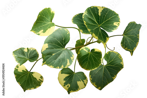 Variegated heart-shaped leaves on a creeping plant stem, fresh green and yellow foliage, nature background element