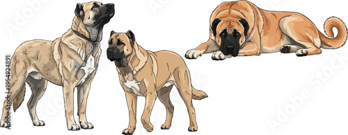 Kangal Shepherd Dog standing walking forward lying down pose set