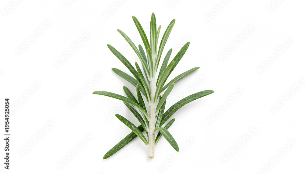 Fototapeta premium Fresh Rosemary Herb Plant Green Leaves.
