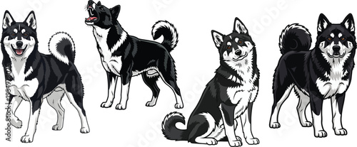 Karelian Bear Dog standing happy alert sitting curious pose set