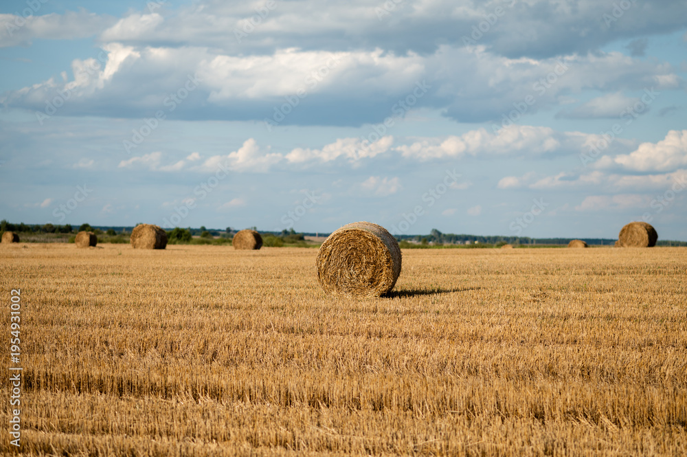 Fototapeta premium Round hay bales on a mowed field under a cloudy blue sky